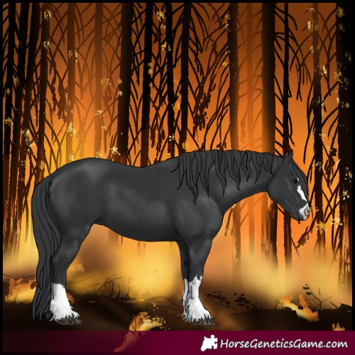 Horse Color:Black 
