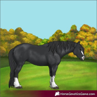 Horse Color:Black 