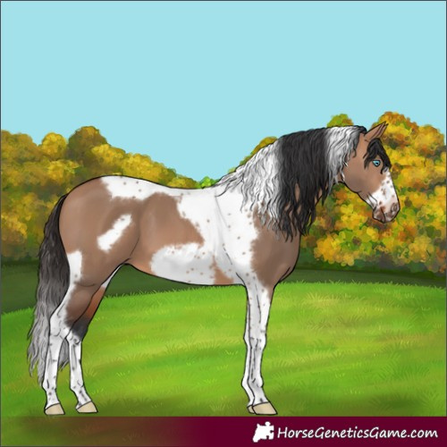 Horse Color:Bay Dun Tobiano Frame