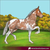 Horse Color:White Spotted Silver Bay Tobiano