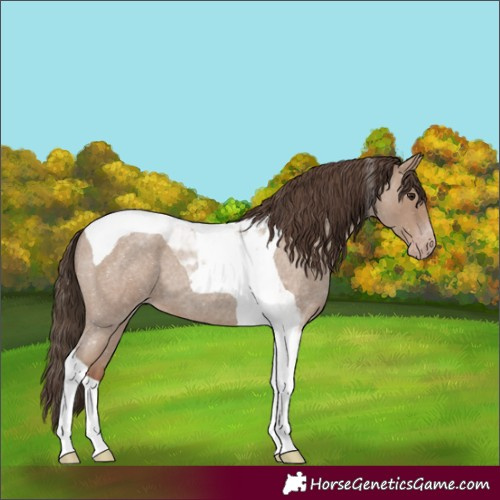Horse Color:Classic Champagne Roan Tobiano
