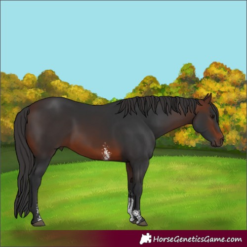 Horse Color:Brown Sabino 