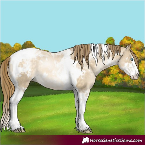 Horse Color:White Spotted Buckskin Pearl Dun Splash Tobiano 