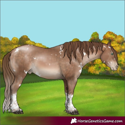 Horse Color:White Spotted Brown Pearl Tobiano Rabicano 