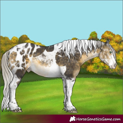 Horse Color:Silver Buckskin Mushroom Splash Tobiano Skewed Appaloosa Rabicano 
