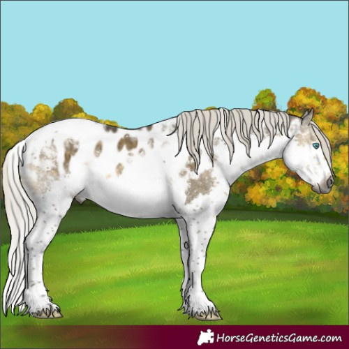 Horse Color:Gray Silver Buckskin Dun Mushroom Splash Tobiano Skewed LP Spotted Rabicano 