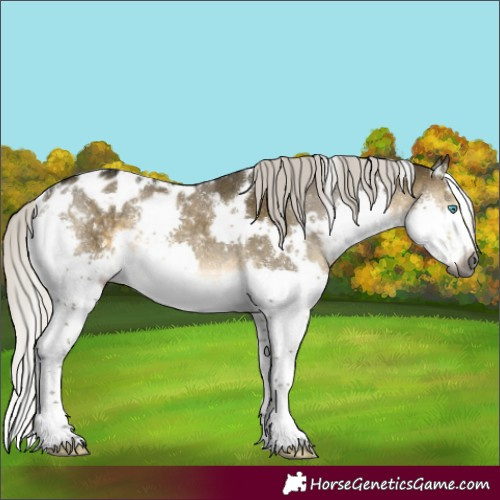 Horse Color:Gray White Spotted Silver Buckskin Dun Mushroom Splash Skewed Appaloosa Rabicano