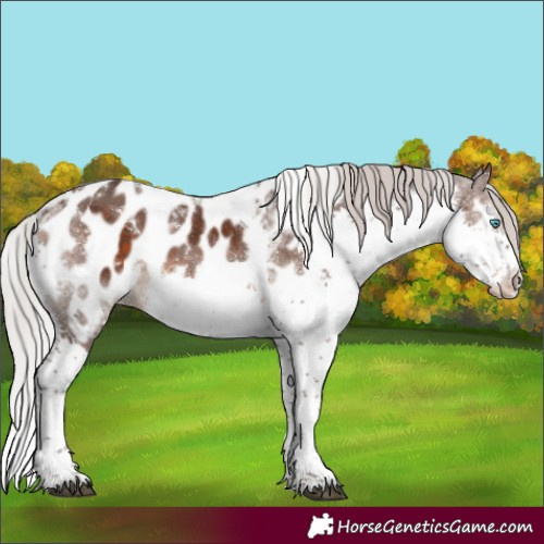 Horse Color:White Spotted Silver Brown Splash Tobiano Appaloosa Rabicano
