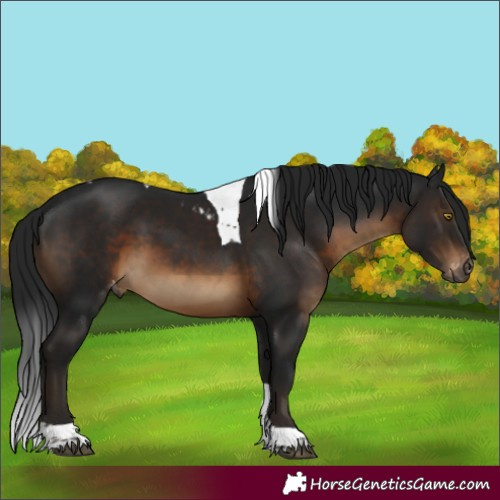 Horse Color:Gray Brown Tobiano Skewed Appaloosa Rabicano 