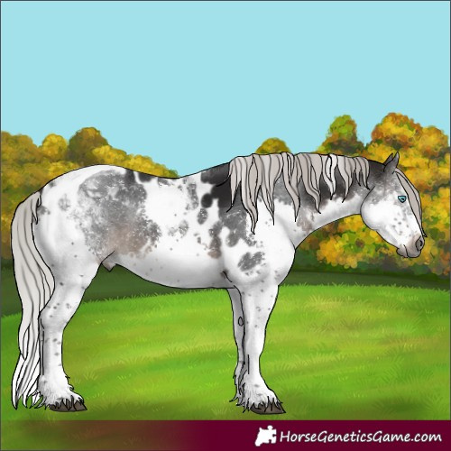 Horse Color:Gray Silver Brown Mushroom Splash Tobiano Skewed Appaloosa