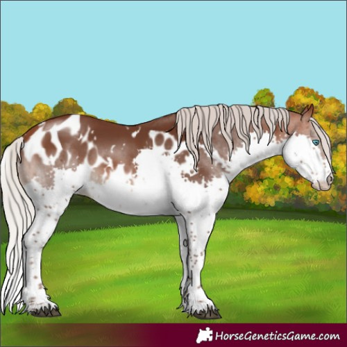 Horse Color:White Spotted Silver Bay Splash Skewed Appaloosa Rabicano 