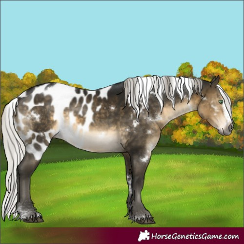 Horse Color:Gray White Spotted Silver Buckskin Mushroom Splash Skewed Appaloosa Rabicano