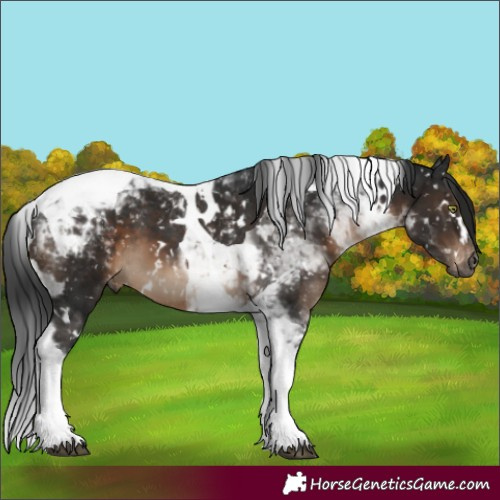 Horse Color:Gray White Spotted Brown Mushroom Tobiano Skewed LP Spotted