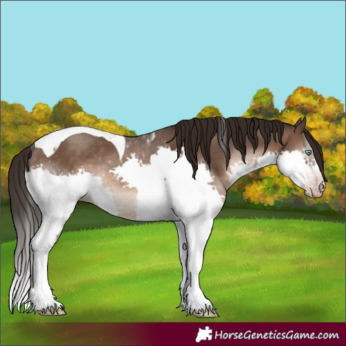 Horse Color:Gray Sable Champagne Mushroom Splash Tobiano Skewed Appaloosa Rabicano 