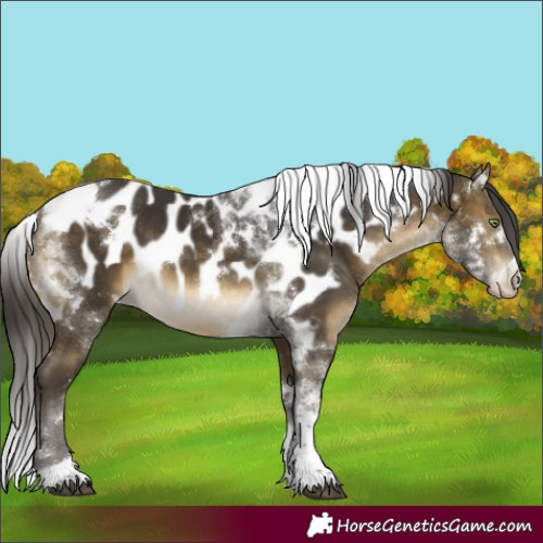 Horse Color:White Spotted Buckskin Tobiano Skewed Appaloosa 