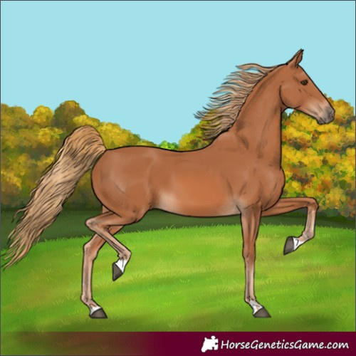 Horse Color:Chestnut 