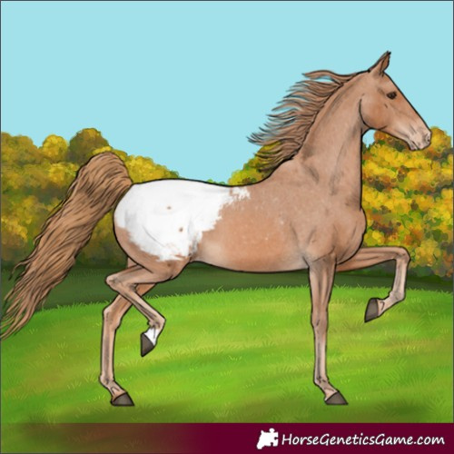 Horse Color:Chestnut Appaloosa 