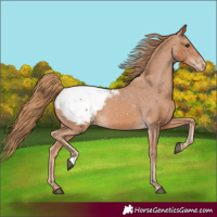 Horse Color:Chestnut Appaloosa 