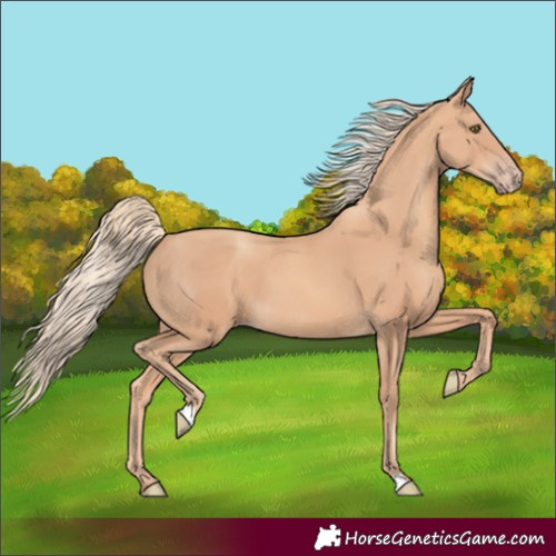 Horse Color:Gold Champagne