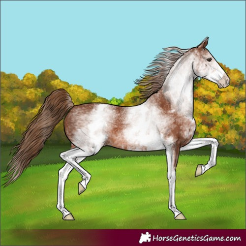 Horse Color:White Spotted Chestnut 