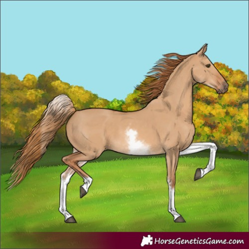 Horse Color:White Spotted Red Dun 