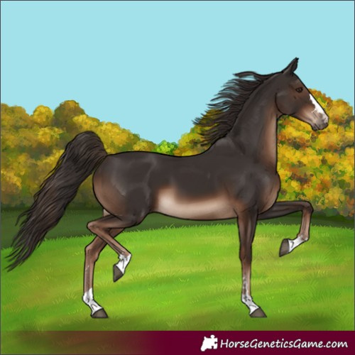 Horse Color:Liver Chestnut 