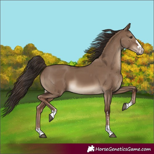 Horse Color:Liver Red Dun 