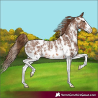 Horse Color:Chestnut Sabino Splash Varnish 