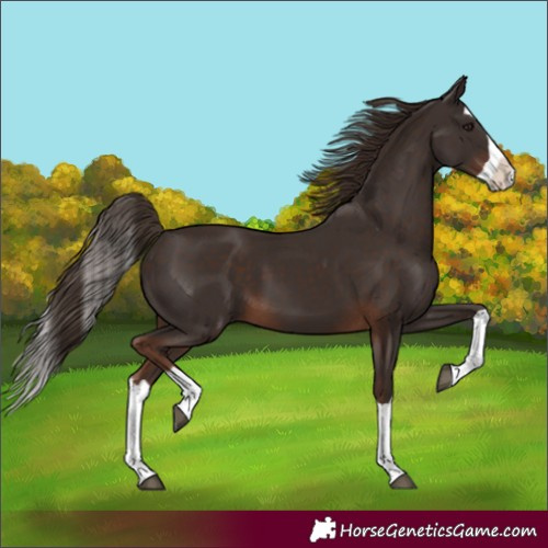 Horse Color:Liver Chestnut Splash 