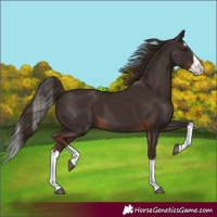 Horse Color:Liver Chestnut Splash 
