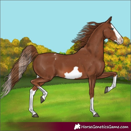 Horse Color:Chestnut Splash Frame Appaloosa