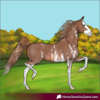Horse Color:Chestnut Sabino Splash