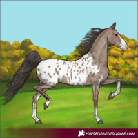 Horse Color:Liver Red Dun Sabino Blanket 