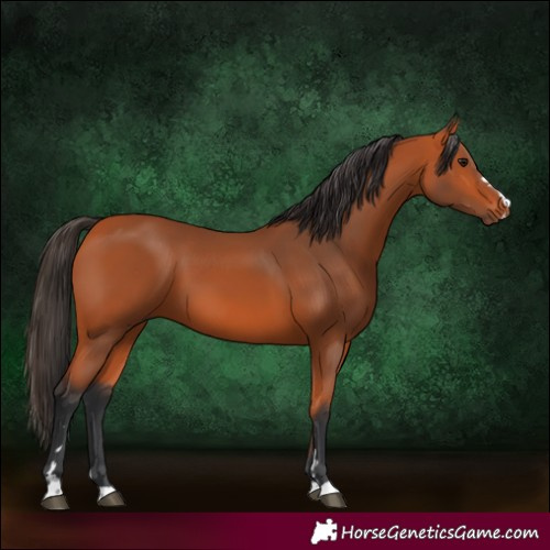 Horse Color:Bay 