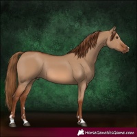 Horse Color:Red Dun Rabicano