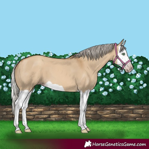 Horse Color:Gray Silver Classic Champagne Dun Splash 