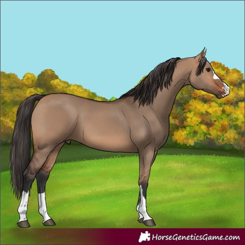 Horse Color:Bay Dun Rabicano 