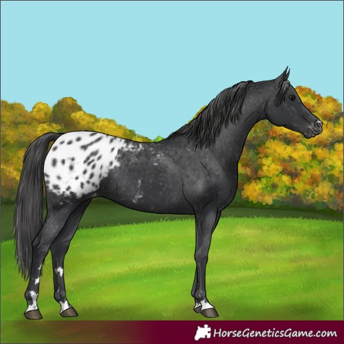 Horse Color:Black Blanket Rabicano 