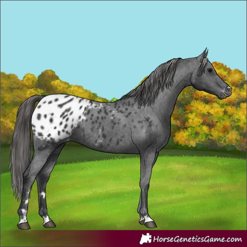 Horse Color:Black Appaloosa Rabicano 