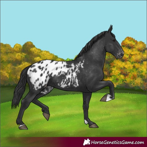 Horse Color:Black Appaloosa Rabicano 