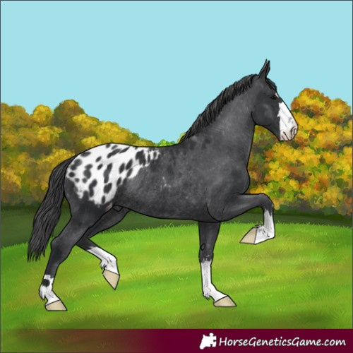 Horse Color:Black Appaloosa Rabicano 