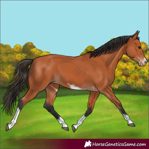 Horse Color:Bay Tobiano Frame 