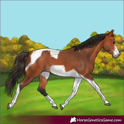 Horse Color:Bay Tobiano Frame 