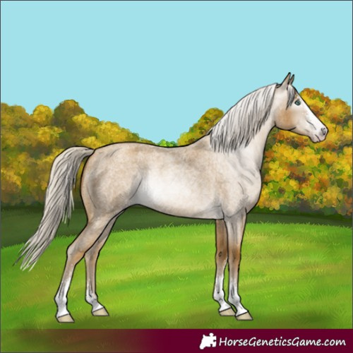 Horse Color:Gray Silver Classic Cream Champagne Roan Sabino 