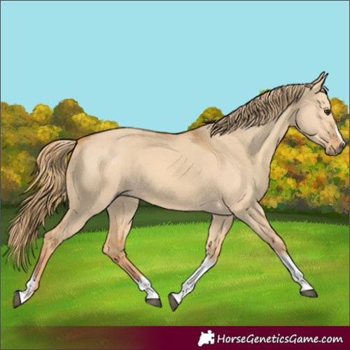 Horse Color:Red Dun Tobiano Frame 