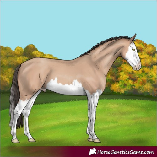 Horse Color:Amber Champagne Splash 