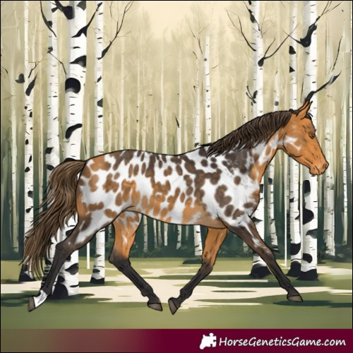Horse Color:Buckskin Near Leopard 
