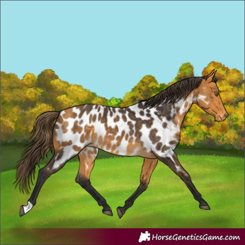Horse Color:Buckskin Appaloosa 