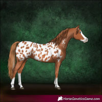 Horse Color:Chestnut Splash Appaloosa 