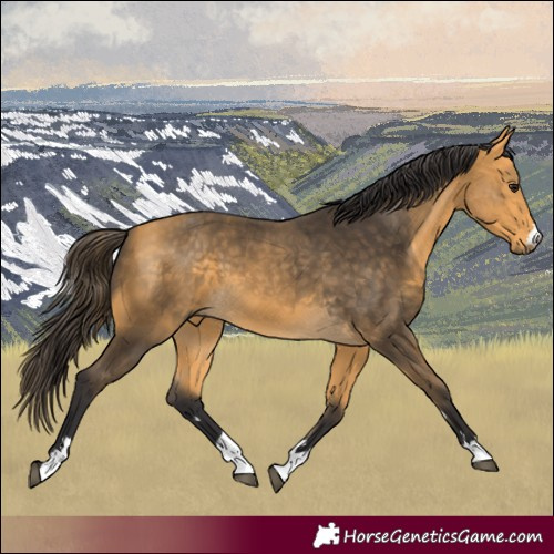 Horse Color:Buckskin 